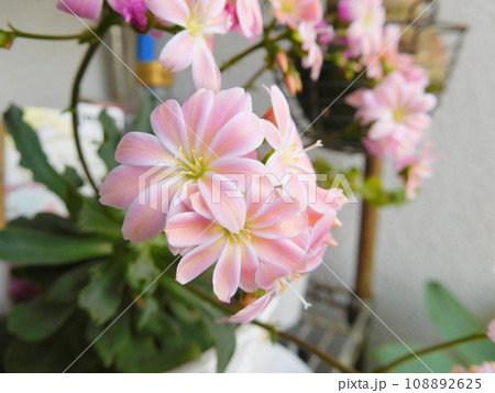 レウィシアの淡いピンクの花 レウィシアの淡いピンクの花 108892625