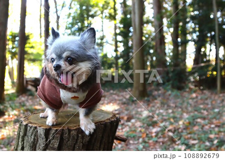 毛呂山町の大類の森で切り株に乗ってる可愛いチワワの女の子むーちゃん♡ 108892679