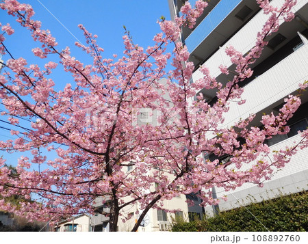 河津桜 東横フラワー緑道 河津桜 東横フラワー緑道 108892760