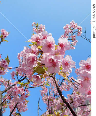 河津桜 河津桜 108892769