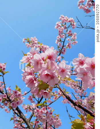 河津桜 河津桜 108892770