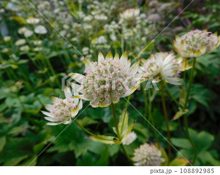 アイスランド　夏　アークレイリ　植物園　Astrantia carniolica 108892985