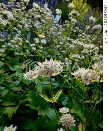 アイスランド　夏　アークレイリ　植物園　Astrantia carniolica 108892986