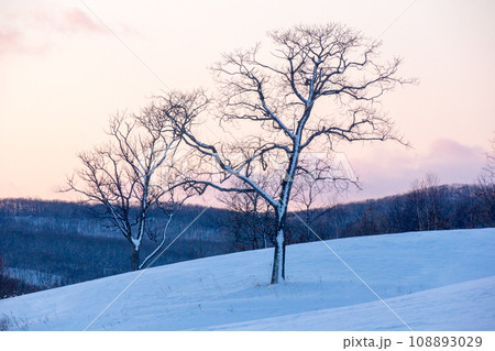 雪を付けた冬枯れの木 雪を付けた冬枯れの木 108893029