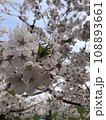 桜の花のある風景 108893661