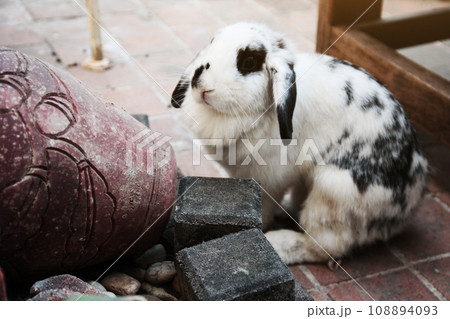 Cute White rabbit bunny on concrete floor. 108894093
