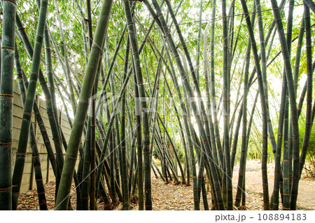 Bamboo garden in Natural light 108894183