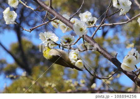 白い梅の花とメジロ 白い梅の花とメジロ 108894256
