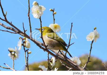 白い梅の花とメジロ 白い梅の花とメジロ 108894259