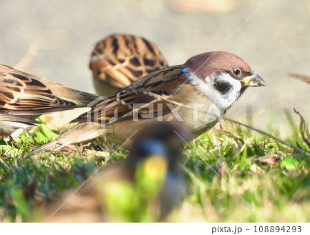 雀の冬支度 108894293