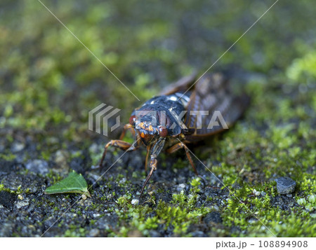 苔の生えた道に降り立つアブラゼミ 108894908