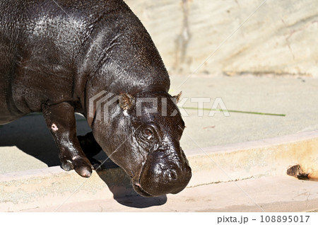 コビトカバ（名古屋・東山動植物園） 108895017