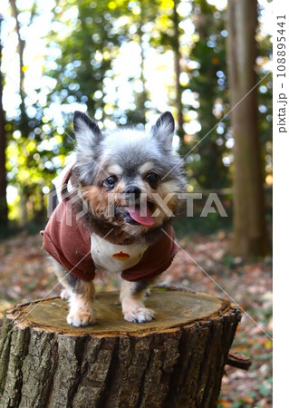 毛呂山町の大類の森で切り株に乗って可愛く見つめるチワワの女の子むーちゃん♡ 毛呂山町の大類の森で切り株に乗って可愛く見つめるチワワの女の子むーちゃん♡ 108895441