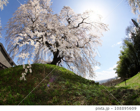 長野県の麻績の里の石塚桜 108895609