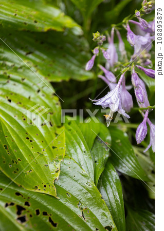 Blooming Hosta with damage leaves. Diseases of the garden plants. Blooming Hosta with damage leaves. Diseases of the garden plants. 108895879