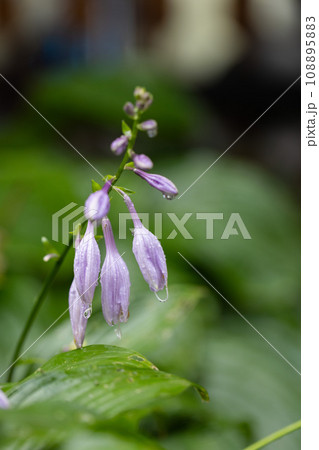 Purple bell flowers with raindrops closeup. Floral background. 108895883