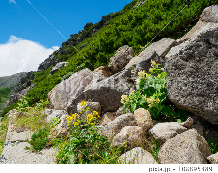 岩稜帯に咲く高山植物 108895889