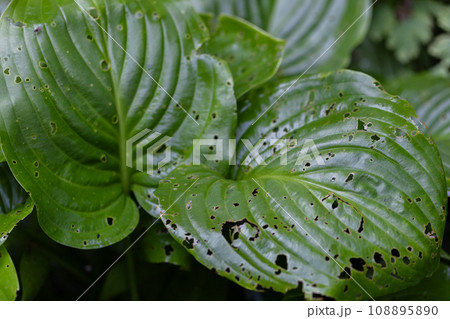 Insect damaged hosta leaves. Diseases of the garden plants. 108895890