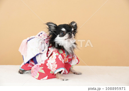 ベージュバックと振袖を着たチワワのきゅっと ベージュバックと振袖を着たチワワのきゅっと 108895971