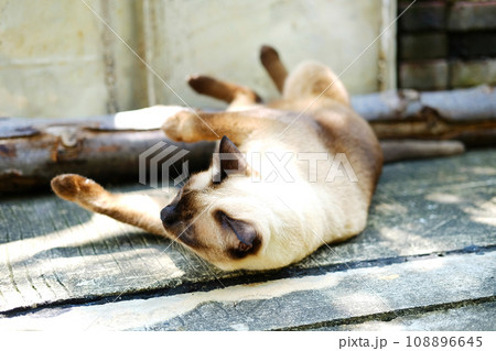 Siamese cat relax on concrete floor with sunlight in natural of garden Siamese cat relax on concrete floor with sunlight in natural of garden 108896645