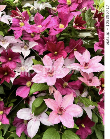 春に咲くピンクと赤のクレマチスの花 春に咲くピンクと赤のクレマチスの花 108896717