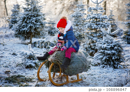 Happy little girl sitting on Christmas tree on sleigh. Cute preschool child on fir tree cutting plantation. Family choosing, cut and felling own xmas tree in forest, family tradition in Germany Happy little girl sitting on Christmas tree on sleigh. Cute preschool child on fir tree cutting plantation. Family choosing, cut and felling own xmas tree in forest, family tradition in Germany 108896847