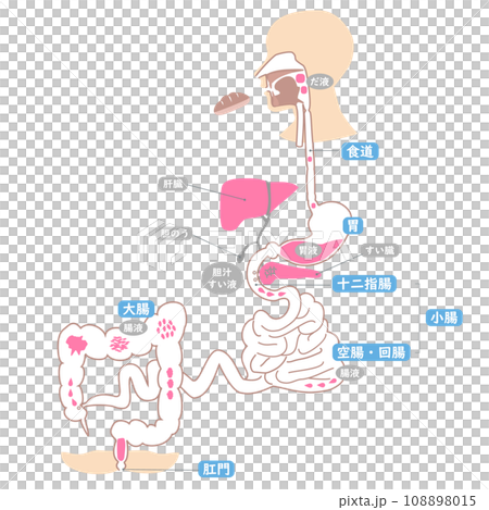 肌色とピンクの食べ物が消化吸収される消化器系のシンプルなtテキスト付き経路図イラスト 108898015
