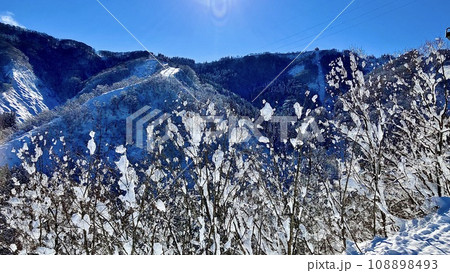 神立スノーリゾート内の杉林と春の雪山 神立スノーリゾート内の杉林と春の雪山 108898493