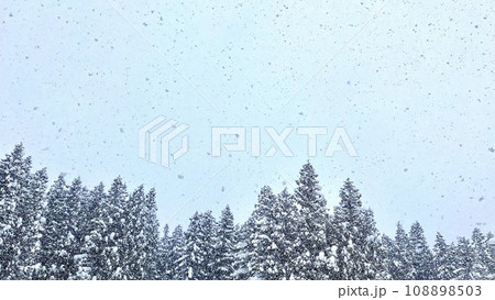 神立スノーリゾート 雪が降り積もった杉林 神立スノーリゾート 雪が降り積もった杉林 108898503