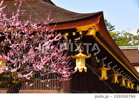 梅　北野天満宮 108898766