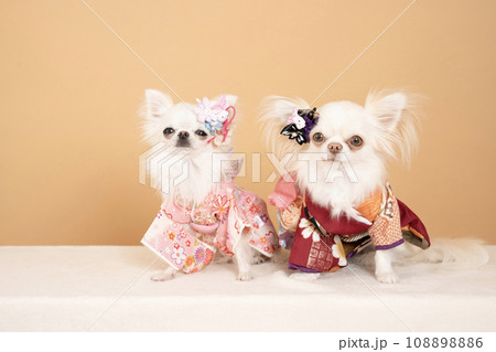 ベージュバックと振袖を着たチワワのモチとココ ベージュバックと振袖を着たチワワのモチとココ 108898886
