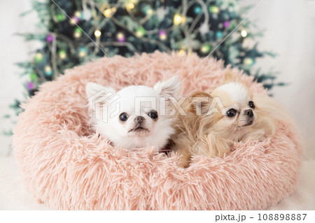 クリスマスツリーと微笑む2匹のチワワ クリスマスツリーと微笑む2匹のチワワ 108898887