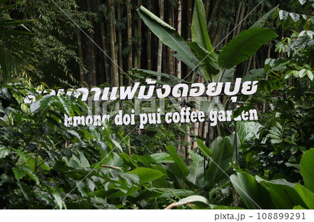 チェンマイモン族のコーヒー園 チェンマイモン族のコーヒー園 108899291