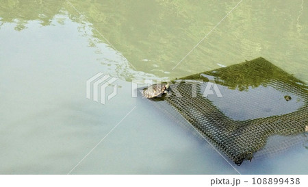 池で日向ぼっこしているミシシッピアカミミガメ 池で日向ぼっこしているミシシッピアカミミガメ 108899438
