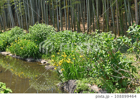 川口散歩：せせらぎ　川口市東内野 108899464