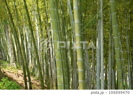 川口散歩：竹林　川口市東内野 108899470
