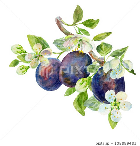 The branch of the plums with leaves and flowers on an isolated on a white background. Realistic illustration with watercolor hand drawn. Would look great on fabric, kitchen towels or food packaging The branch of the plums with leaves and flowers on an isolated on a white background. Realistic illustration with watercolor hand drawn. Would look great on fabric, kitchen towels or food packaging 108899483