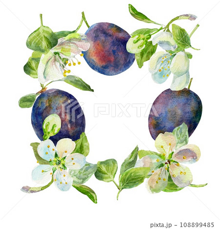 The plums, leaves and flowers on an isolated on a white background. Realistic illustration with watercolor hand drawn. Would look great on fabric, kitchen towels or food packaging The plums, leaves and flowers on an isolated on a white background. Realistic illustration with watercolor hand drawn. Would look great on fabric, kitchen towels or food packaging 108899485