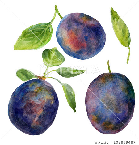 The plums and the leaves on an isolated set on a white background. Realistic illustration with watercolor hand drawn. Would look great on fabric, kitchen towels or food packaging 108899487