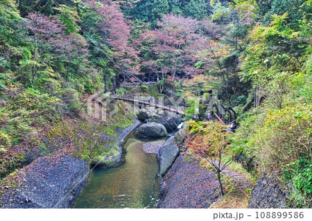 袋田の滝観瀑台から見た吊り橋（秋、十一月） 108899586