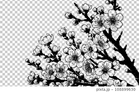 桜の枝と満開な桜と花びらのさくらの花のイラスト。日本の伝統的な春の花のベクターイラスト-生成AI 108899630