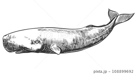 Graphical hand painted whale isolated on white background. Vector illustration. Sperm whale 108899692