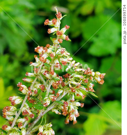 ヨモギの花に擬態するイモムシ・ハイイロセダカモクメ ヨモギの花に擬態するイモムシ・ハイイロセダカモクメ 108899754