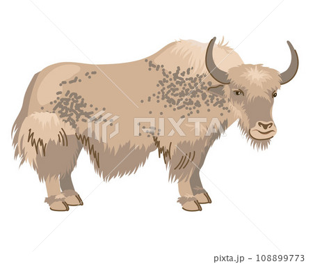 Beige spotted yak with long hair. A pet in Nepal and Tibet. Vector, cartoon style. Dairy cattle, large cow on a white background 108899773