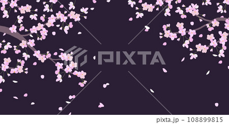Blooming branches and flying cherry blossom petals on a black background Blooming branches and flying cherry blossom petals on a black background 108899815