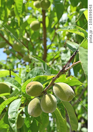 樹木：ウメ　バラ科 108899848