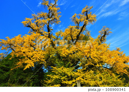 【熊本県】下城の大イチョウの黄葉 108900341