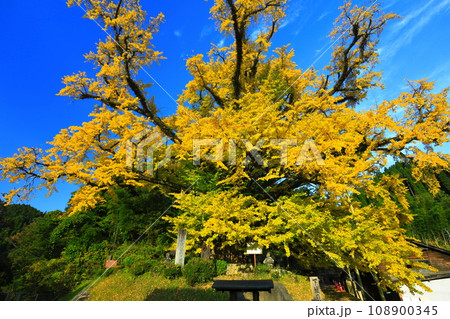 【熊本県】下城の大イチョウの黄葉 108900345