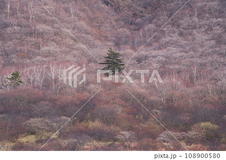 冬の里山 冬の里山 108900580