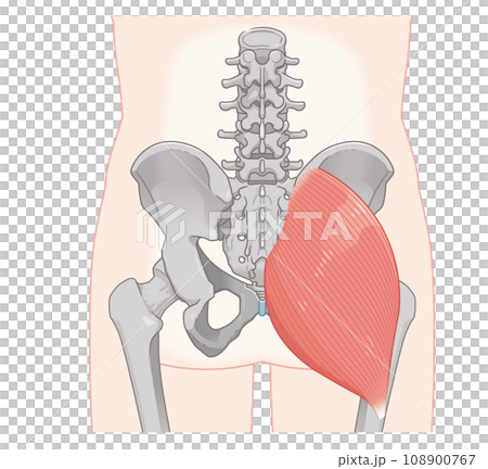 gluteus maximus, gluteus maximus, hip, pelvis, muscle, illustration, illustration 108900767